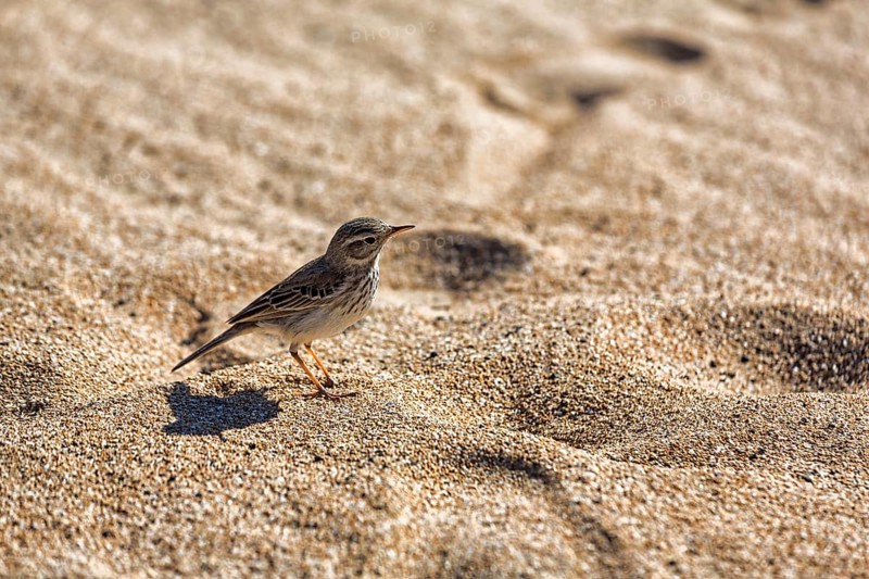 Berthelot's pipit