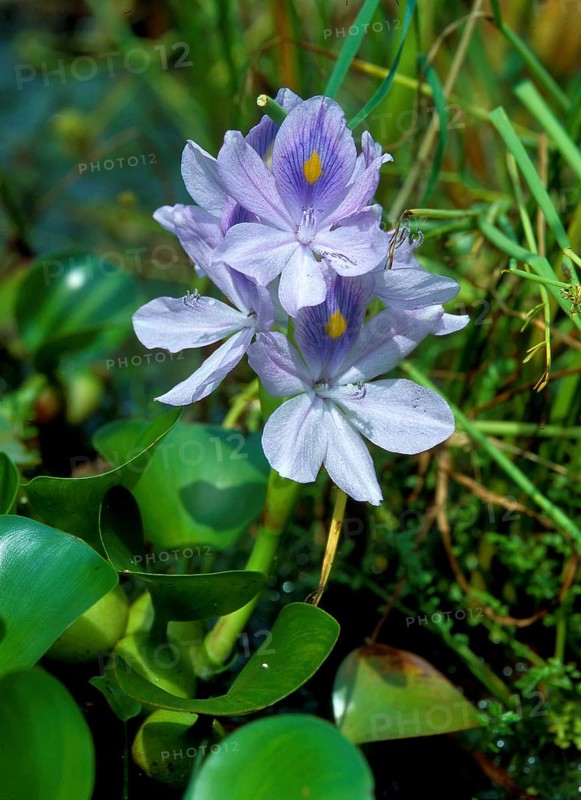 Common water hyacinth