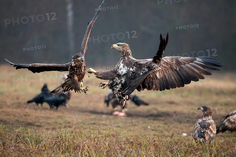 White-tailed eagle