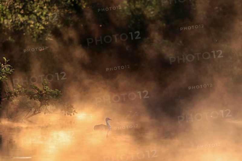 Great crested grebe