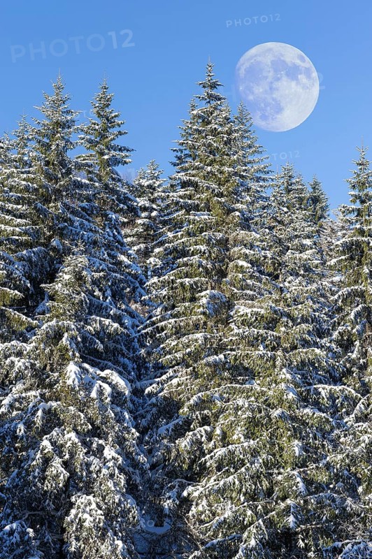 Moon over european silver firs
