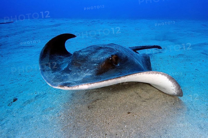 Roughtail stingray