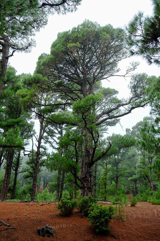 El Pinar pine forest