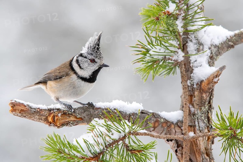 Crested tit