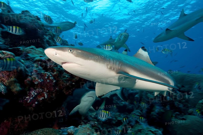 Blacktip reef shark