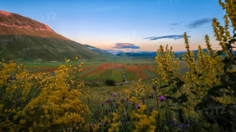 Blooming on Piano Grande di Castelluccio di Norcia