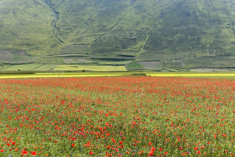 Flower meadow