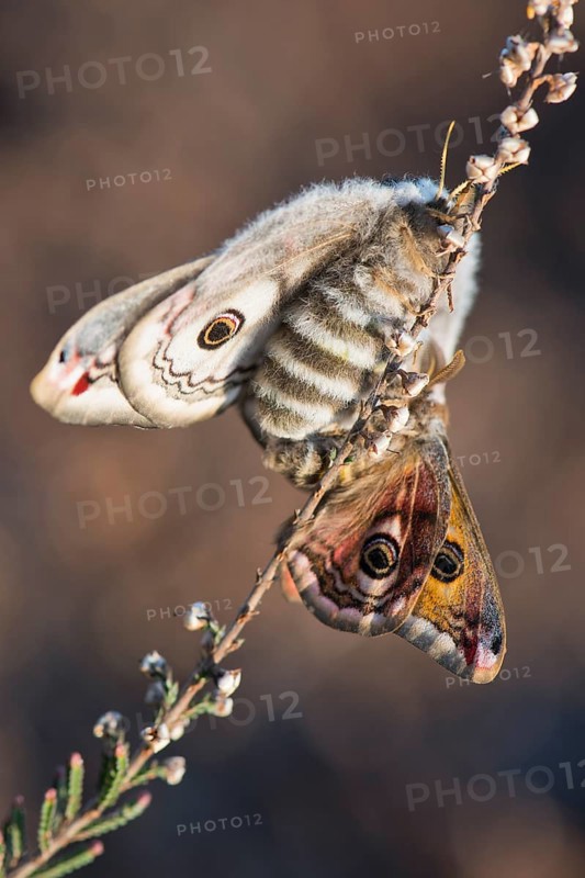 Small emperor moth