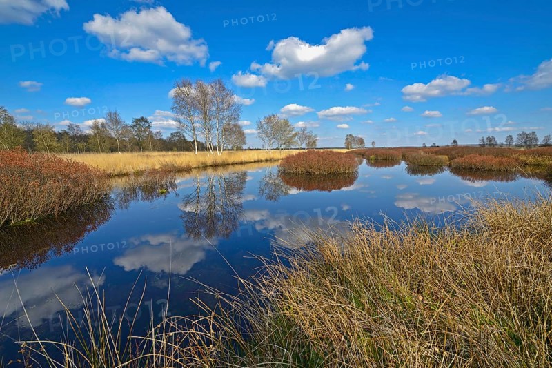 Bog landscape with bog myrtle