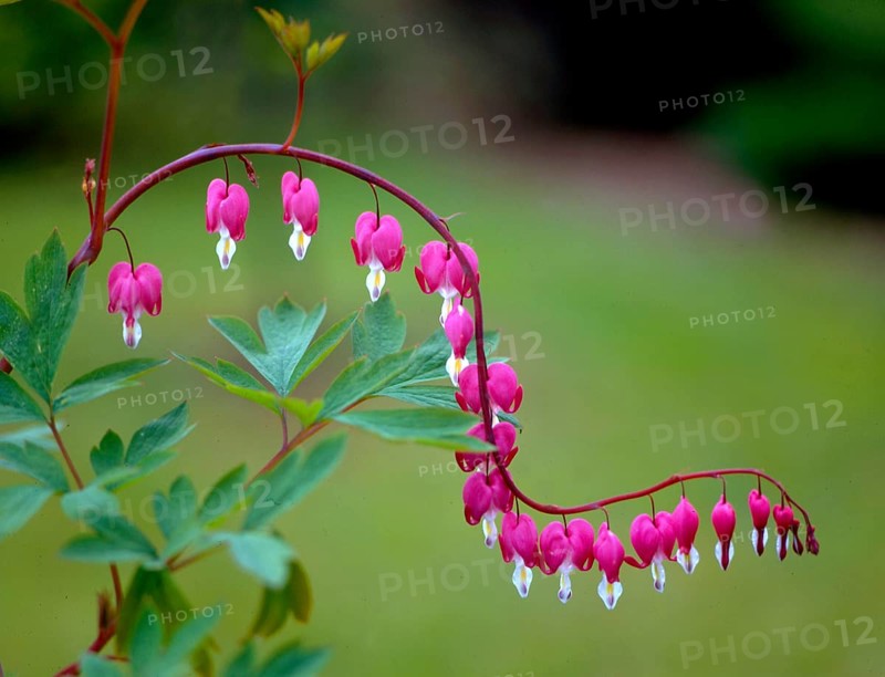 Watering heart