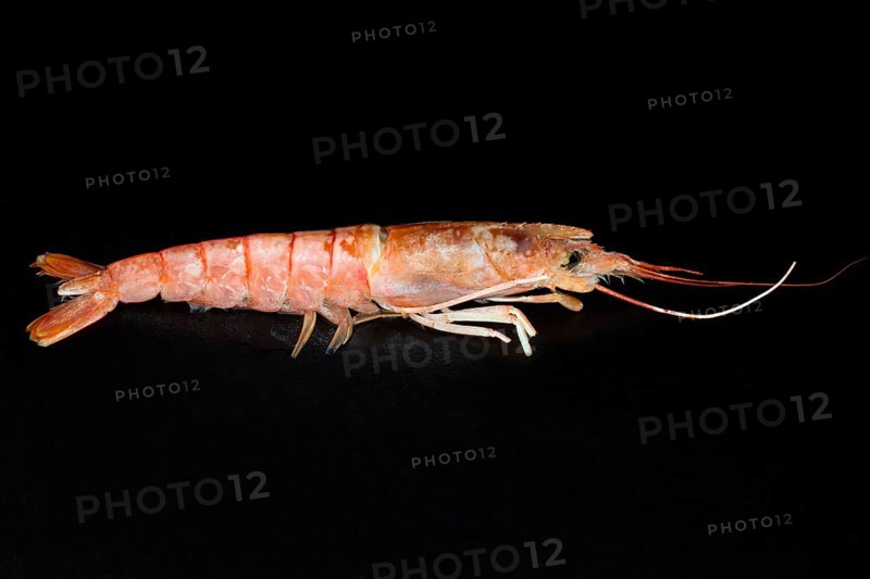 Raw Argentine red shrimp