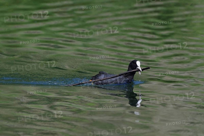 Common coot