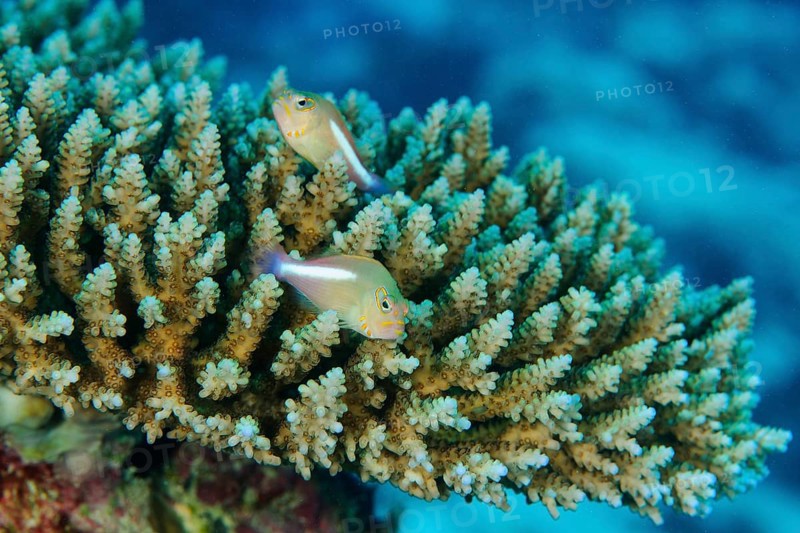 Pair of arc-eye hawkfish
