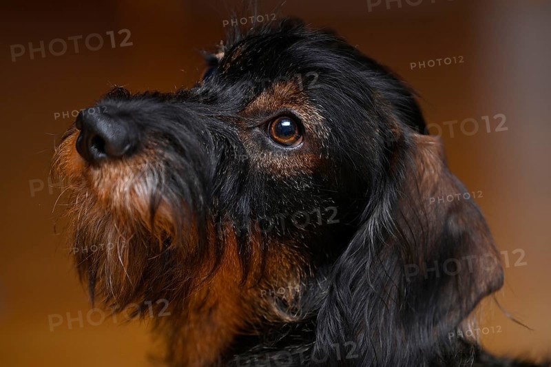 Wire-haired dachshund