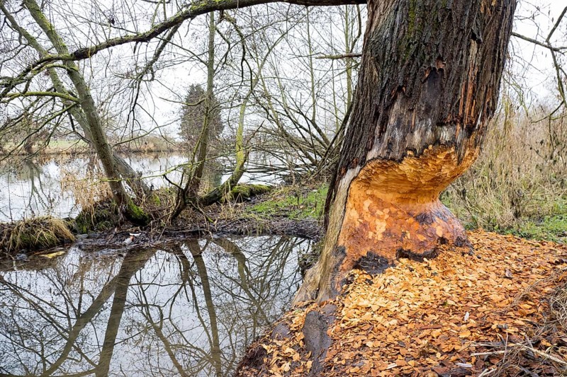 Beaver damage or gnaw marks on tree on the bank of the Fulda near Kassel