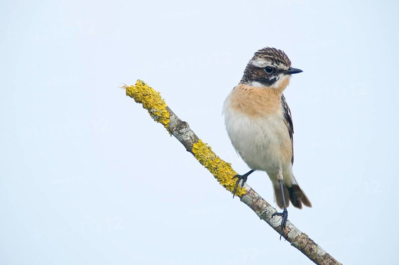 Whinchat