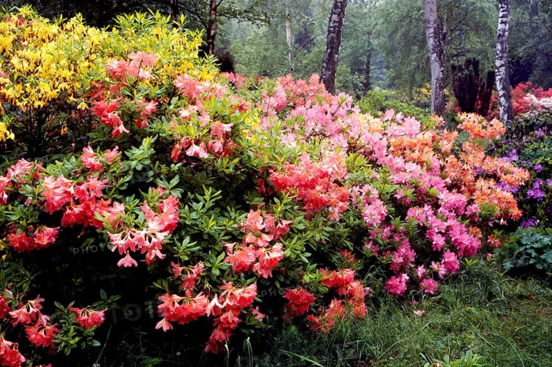 Rhododendron in the garden