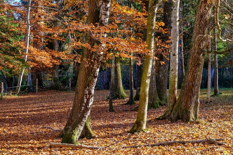Autumn