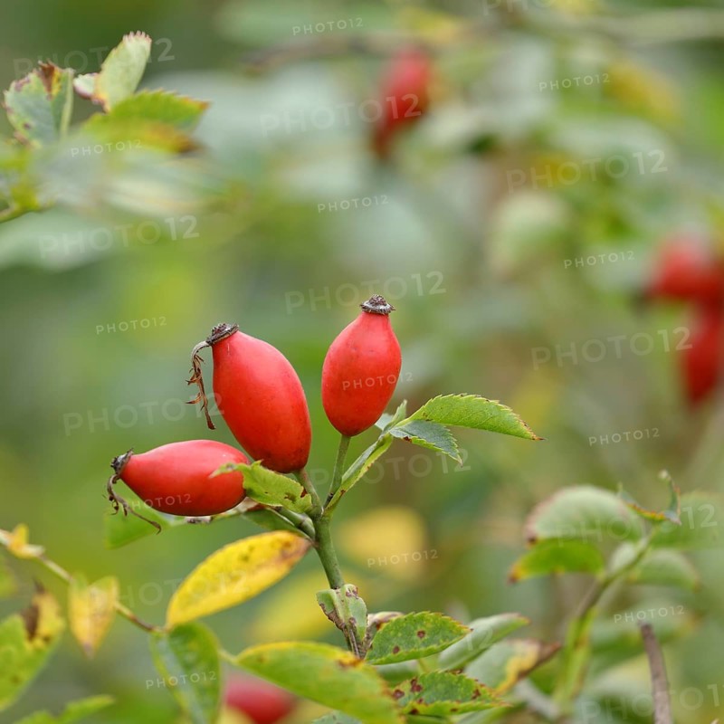 Ripe rosehips of the dog rose
