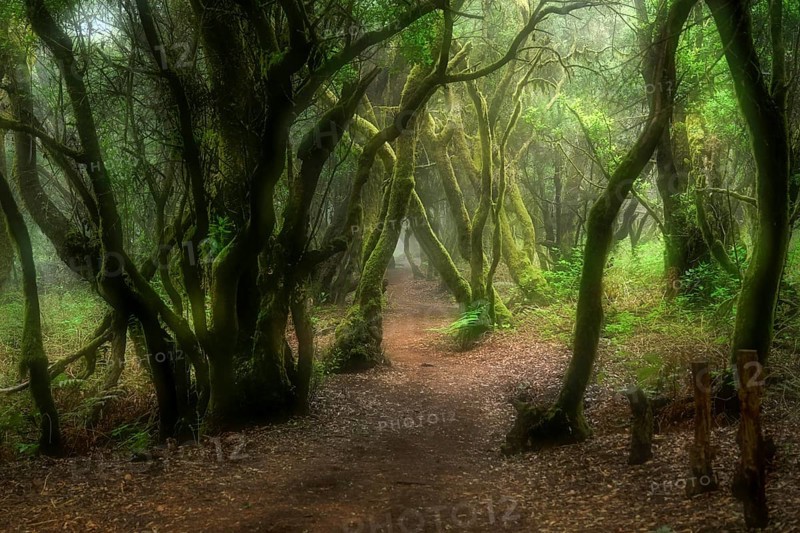 Hiking trail through laurel forest