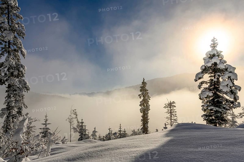 Backlit winter mountain forest