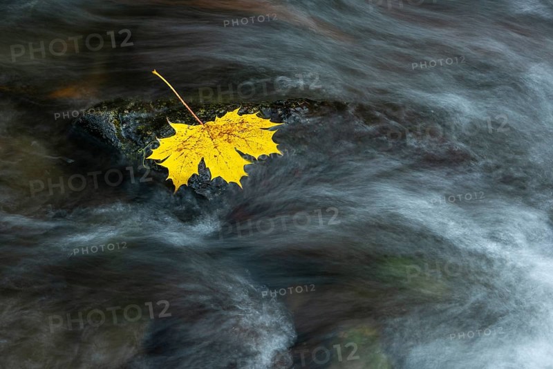 Maple leaf in the river Bode in the autumnal Harz