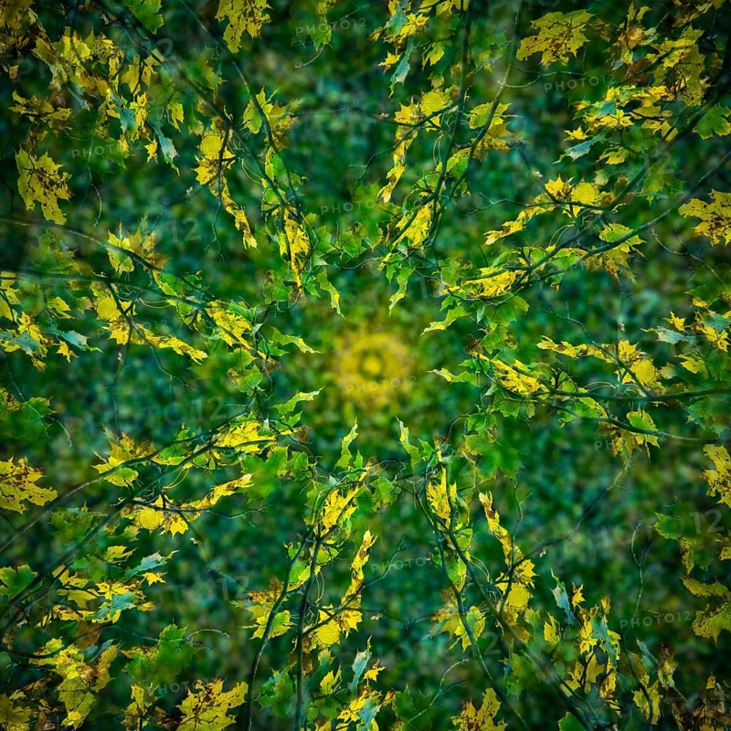 Autumn mosaic