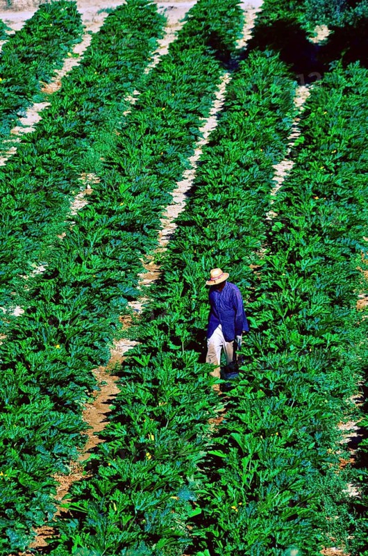 Farm worker with straw hat amid rows of courgettes