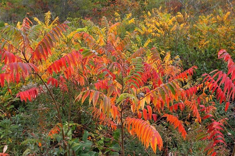 Autumn colours of vegetation beside road