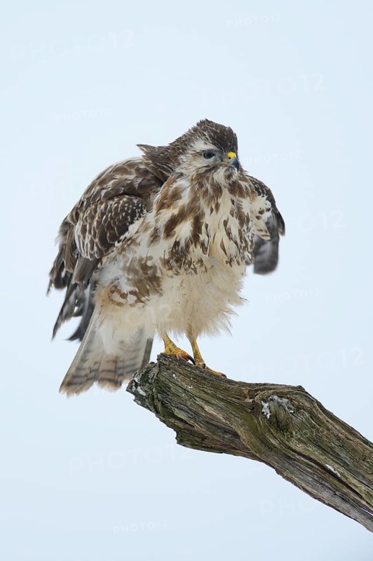 Steppe buzzard