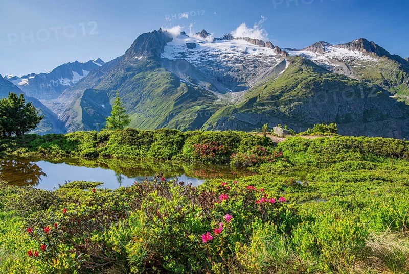Small mountain lake with flowering alpine roses in front of the Aletschhorn 4193m