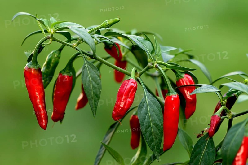 Piri Piri pod Hot Chili