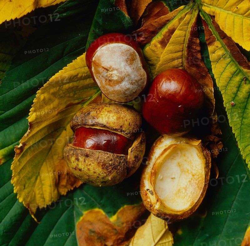 Chestnuts in autumn