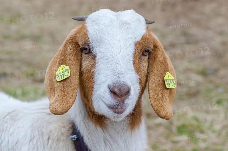 Boer domestic goat