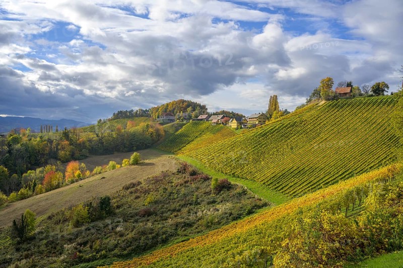 Autumn vineyards