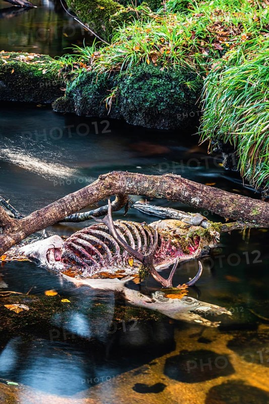 A dead stag of Roe Deer in the River Dart