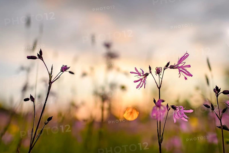 Ragged robin