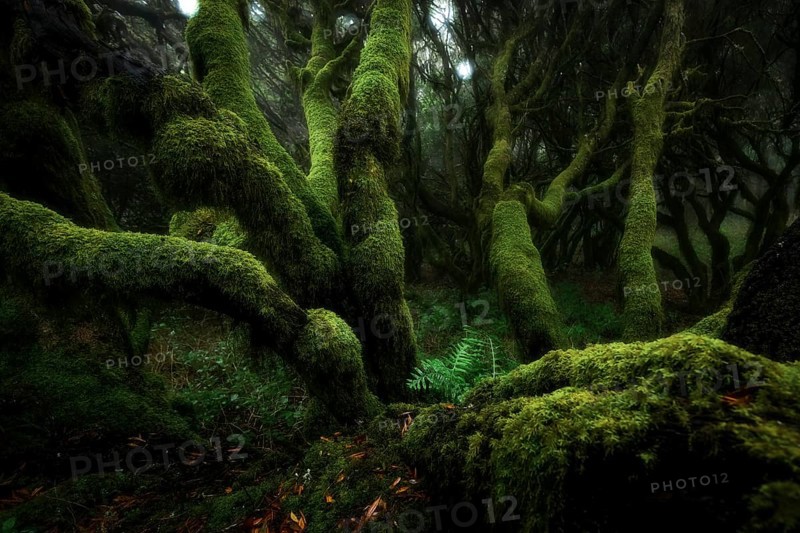 Moss-covered trees in laurel forest