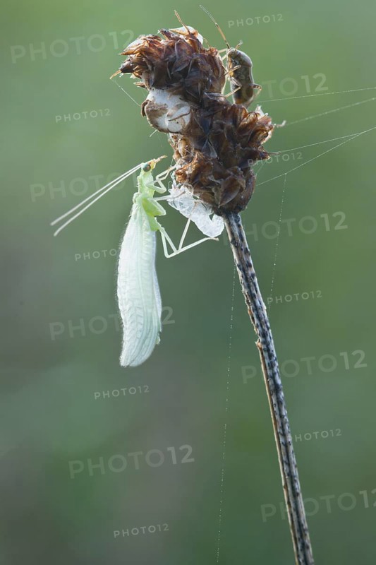 Common green lacewing