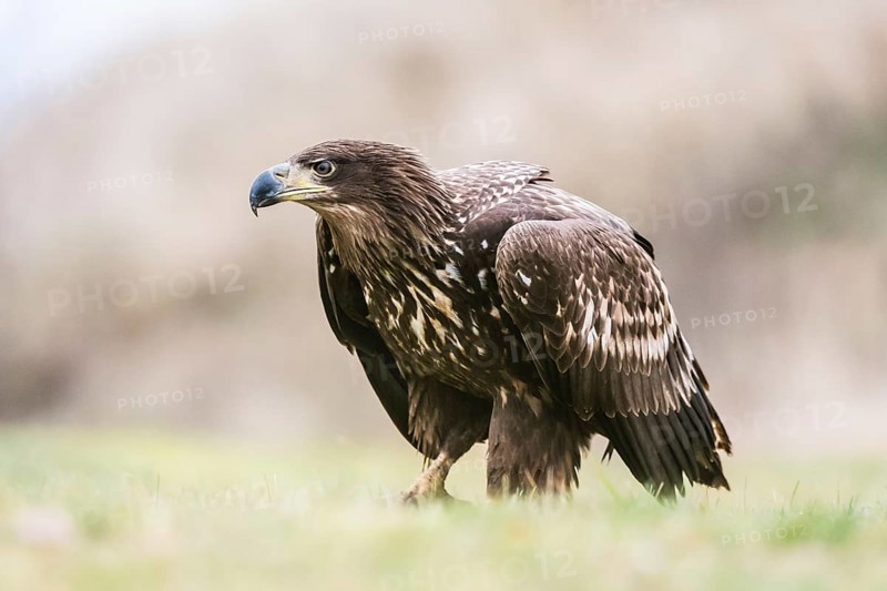 White-tailed eagle