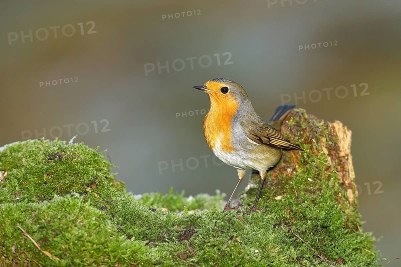 European robin