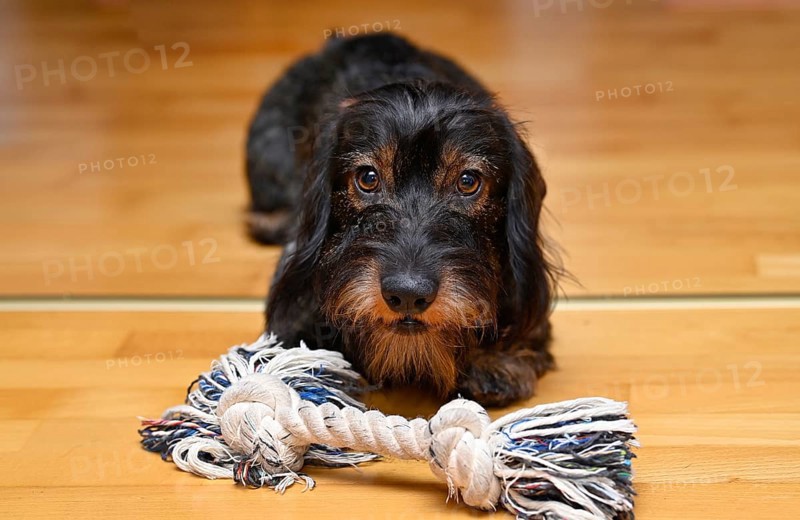 Wire-haired dachshund