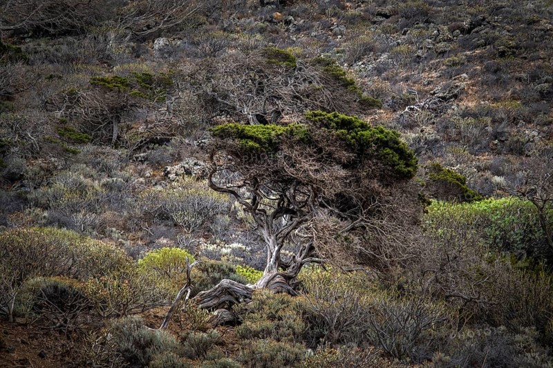 Juniper tree