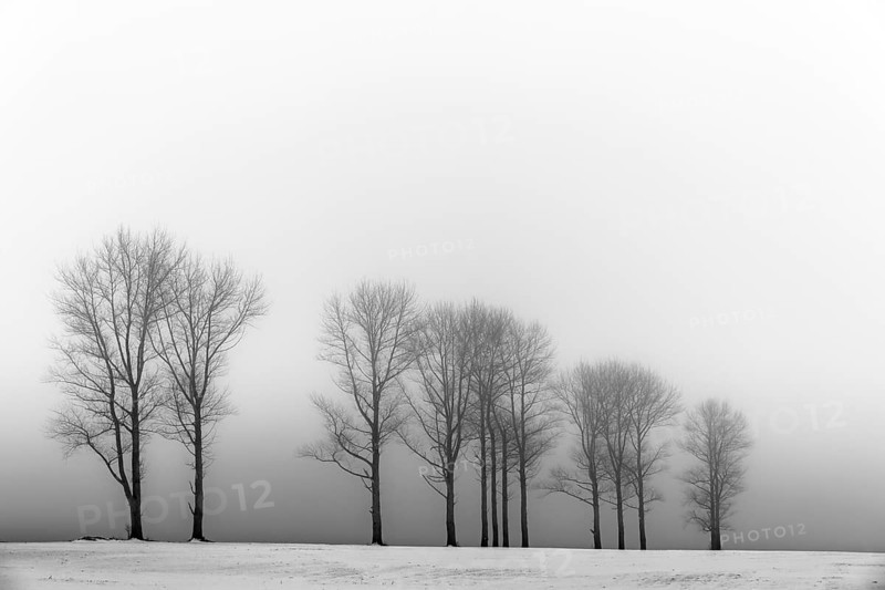 Trees in the fog in winter landscape