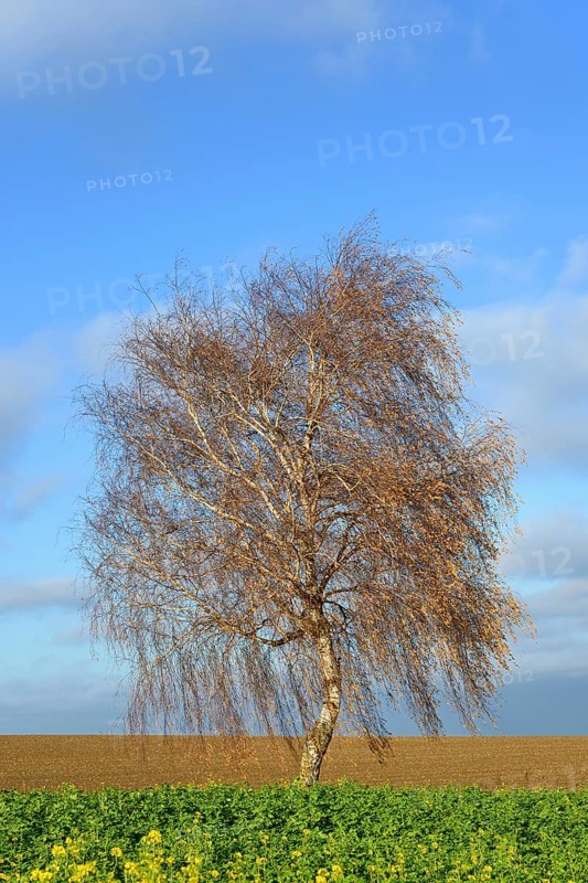 Birch