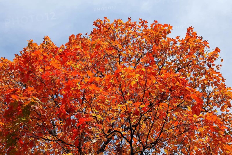 Autumn colours