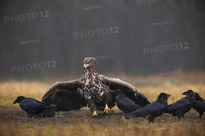 White-tailed eagle