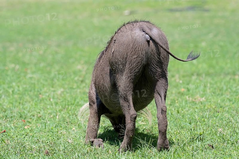 Common warthog