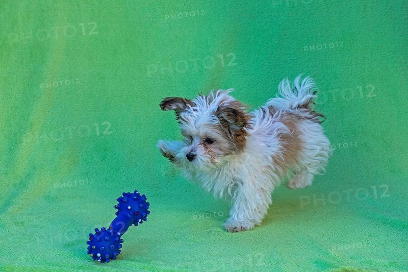Bolonka Zwetna puppy plays