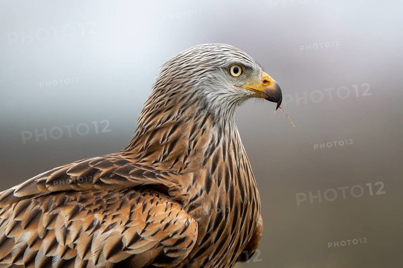 Red kite